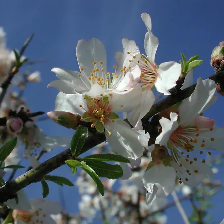 Masseria Dei Monelli *