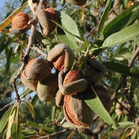 Masseria Dei Monelli *