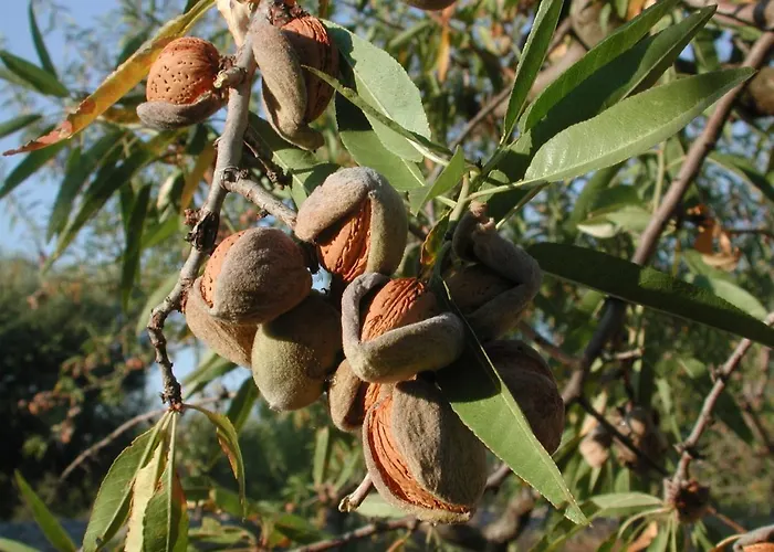 Masseria Dei Monelli *