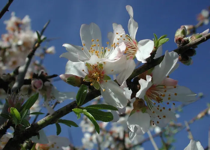 Masseria Dei Monelli *